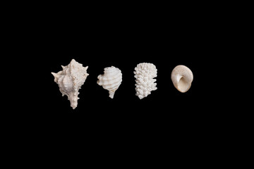 Set of spiral conical and nautilus seashells and a coral fragment on a black background