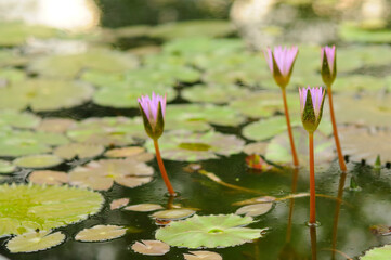Purple Water Lilies and Lily Pads