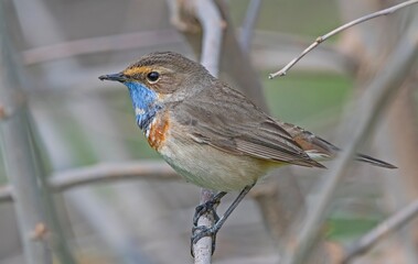 Bluethroat (Luscinia svecica) is a passerine bird that feeds on invertebrates and insects on the edges of small water holes close to wetlands. It is seen in Asia, Europe and Africa.