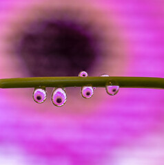 Macro of water drop droplets on a plant stork with a photo of a flower inside the water drops