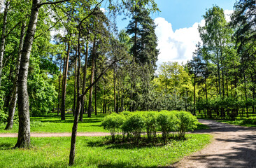 Fototapeta na wymiar trees in the summer park