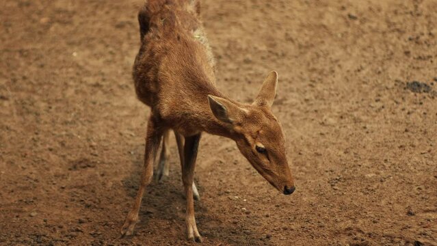 The deer was looking bewildered. Handheld shot