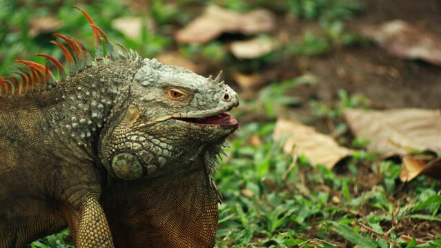 The iguana was looking bewildered. Static shot