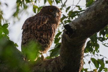 Brown Fish Owl - Sri Lanka