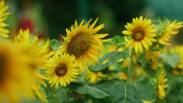Sunflower garden welcomes sunlight. Dolly shot