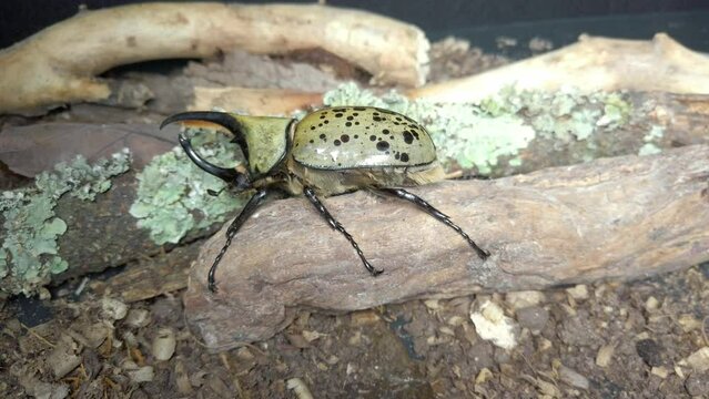 Close-up footage of a male Dynastes Hyllus Beetle, also known as Mexican Hercules Beetle, walking on dead wood in an artificial environment.