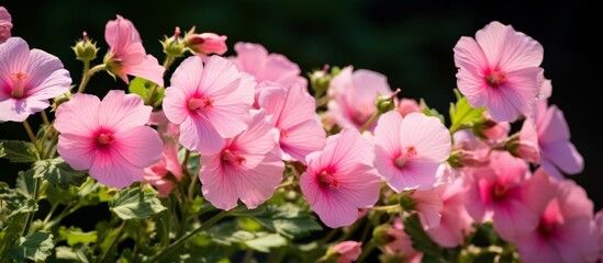 A variety of pink flowers, including groundcover, annual plants, and grasses, are flourishing in a garden filled with vibrant blooms