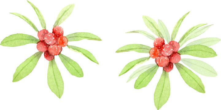 透明水彩で描くヤマモモの実のベクターイラストセット