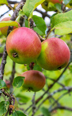Tasty red apples ripening on the tree in the garden on the sunset light