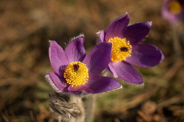 Dream-grass or Pulsatilla patens blooms in spring in the forest in the mountains. Close-up, natural spring background. Delicate, fragile flowers in selective focus. The most beautiful purple flower - 766820573