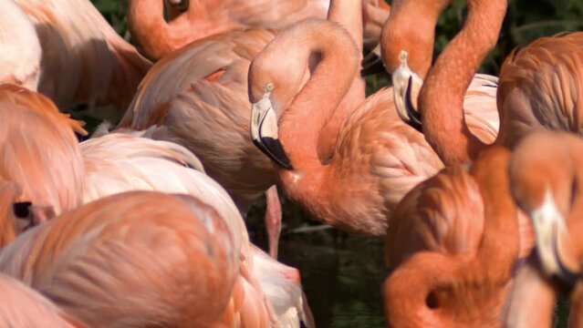 group of flamingos in a zoo in slow motion.