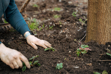 gardening, transplanting strawberries into open ground