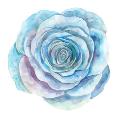 blue rose watercolor good quality and good design