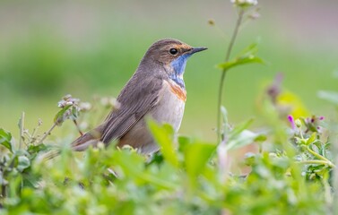 Obraz premium Bluethroat (Luscinia svecica) is a passerine bird that feeds on invertebrates and insects on the edges of small water holes close to wetlands. It is seen in Asia, Europe and Africa.