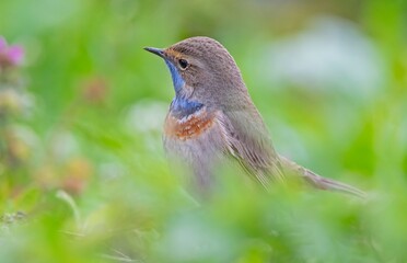 Bluethroat (Luscinia svecica) is a passerine bird that feeds on invertebrates and insects on the edges of small water holes close to wetlands. It is seen in Asia, Europe and Africa.