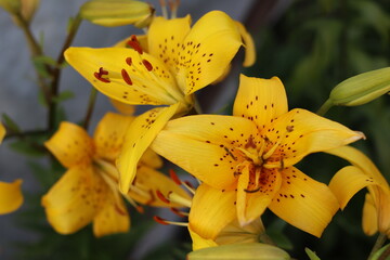 Lilies. Large beautiful yellow flowers in the garden. Close-up. Selective focus. Copyspace