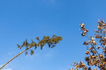 gebogener Windschiefer Baum gegen blauen Himmel