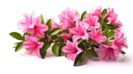 Foto op Canvas Azaleas flowers with leaves Pink flowers isolated on white background  © Shahzaib