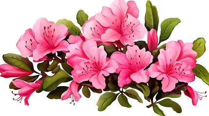 Foto op Canvas Azaleas flowers with leaves Pink flowers isolated on white background  © Shahzaib