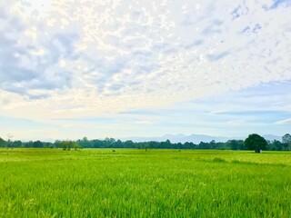 paddy rice field natural view