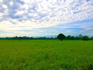 Rice field green grass natural view morning