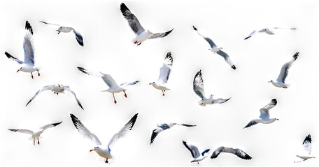 Set of seagulls birds flying isolated on empty background. Birds collection isolated. Group of seagulls