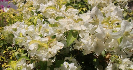 A close-up photo of white bougainvillea flowers. nature flower