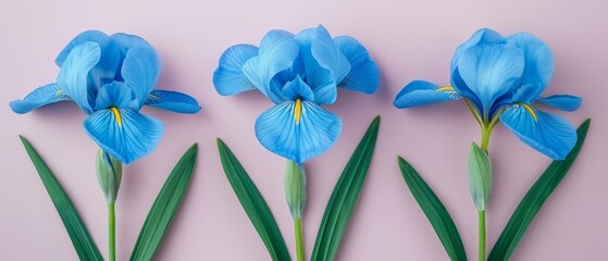   A trio of vibrant blue blossoms rests atop a pink table, gracefully positioned beside verdant stems - obrazy, fototapety, plakaty