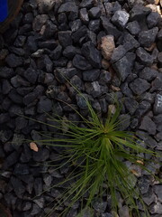 small tree grow on stone floor texture. Plants grow on pebbles ground. Nature background concept from beach for an industrial. 