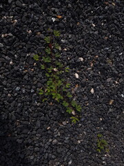 small tree grow on stone floor texture. Plants grow on pebbles ground. Nature background concept from beach for an industrial. 