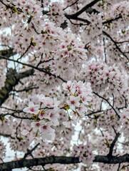 Capturing the ethereal beauty of sakura blossoms