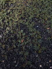 small tree grow on stone floor texture. Plants grow on pebbles ground. Nature background concept from beach for an industrial. 