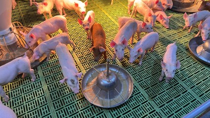 새끼돼지, 돼지, 젖, 포유자돈, 자돈, 화목한, 가축, 행복, 농장