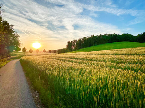 My daily running track though Bavarian landscape with the sunset in front of me with tasty Spring smell of the wheat fields and fresh green grass