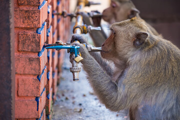 Long-tailed monkeys of Lopburi drink water from a faucet on a hot day in Thailand.Many monkeys create a lot of problems in Lopburi. - 766838513