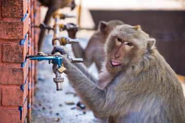 Long-tailed monkeys of Lopburi drink water from a faucet on a hot day in Thailand.Many monkeys create a lot of problems in Lopburi.