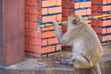 Long-tailed monkeys of Lopburi drink water from a faucet on a hot day in Thailand.Many monkeys create a lot of problems in Lopburi. - 766838580