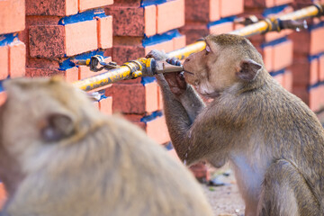 Long-tailed monkeys of Lopburi drink water from a faucet on a hot day in Thailand.Many monkeys create a lot of problems in Lopburi. - 766838581