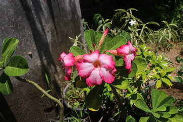 Most beautiful Japanese temple flower in the garden