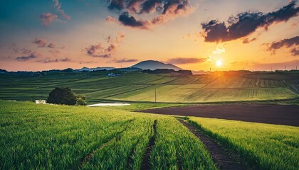 のどかない畑の風景