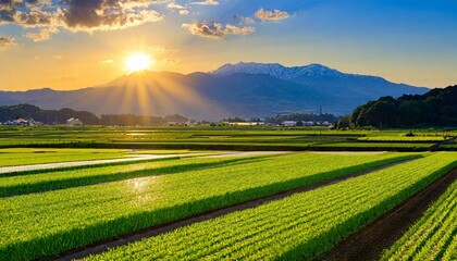 田舎の畑　朝日
