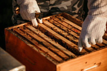 Beekeeper carefully handling honey frames in the open air. Close up