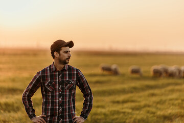 Serene farmer watches over his rural field as the sun sets, sheep grazing peacefully in the background