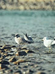 Seagulls on the Beach