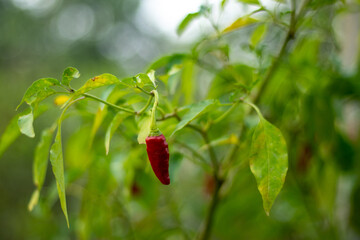 Red chili plants, It's adds a very very spicy flavor to any of the foods