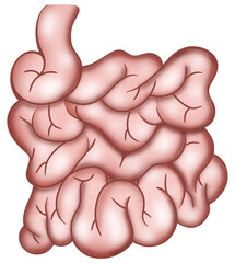 The small intestine is actually the longest segment of the gastrointestinal tract — the long, continuous pathway that food travels through your digestive system. In the small intestine