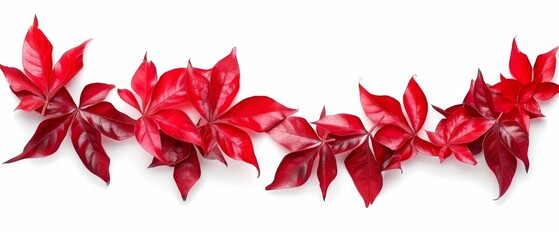   Red plant on white background - zoom in on lush leaves