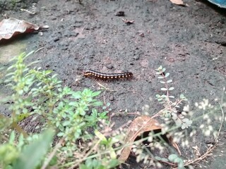 Crawling Black Caterpillar