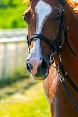 Portrait of a arabian horse.