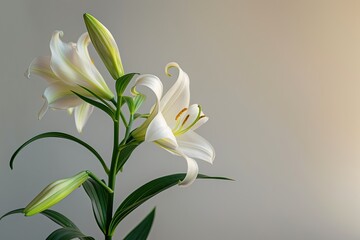 Easter Lily Close Up On A Plain Background